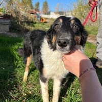 Hier kommt Finja, Hündin zur Adoption