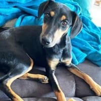 Tiny ist intelligent, lieb und sozial!, Hündin zur Adoption