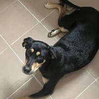 Noelle ist herzensgut und verschmust!, Hündin zur Adoption