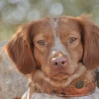 TONI, Hund zur Adoption