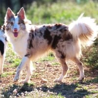 Baku - fröhlich und aufgeschlossen, Hund zur Adoption