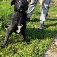 Pax sucht seine Familie, Hund zur Adoption