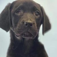 Wilma sucht tolle Menschen, Hündin zur Adoption