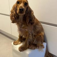 OTTO benötigt Sicherheit 🆘🆘🆘, Hund zur Adoption