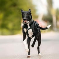 Wunderbare Stella sucht ihre Menschen, Hündin zur Adoption