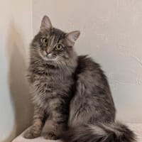 Sonya: Das perfekte Samtpfötchen, Katze zur Adoption