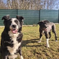 BILLI&GRACE - fit, gepflegt, gut erzogen, Hund zur Adoption