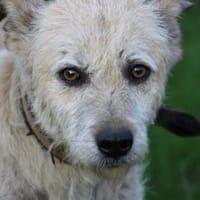 Jeky - verschmuster Wuschelrüde, Hund zur Adoption