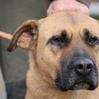 Leela - kinderlieb u. verspielt, Hündin zur Adoption