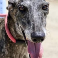 Quitana, verschmust, offen , neugierig, Hündin zur Adoption