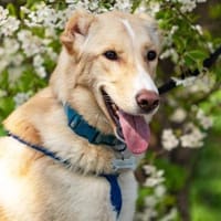 Freundlicher Altaj sucht seine Familie, Hund zur Adoption