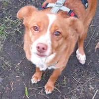 VALENTIN, Hund zur Adoption