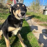 Laika - wunderschöne Hündin, Hündin zur Adoption