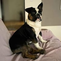 Olaf - ist freundlich&offen, Hund zur Adoption