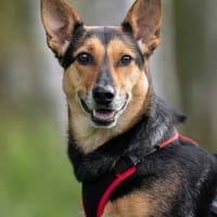 Verschmuste Ria sucht perfektes Zuhause, Hündin zur Adoption