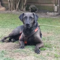 Notfall Nessi sucht ganz viel Liebe !, Hündin zur Adoption