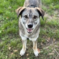 Filia freut sich sehr über Snacks, Hündin zur Adoption