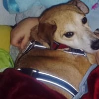 Zauberhafter Sonnenschein  Molly, Hündin zur Adoption