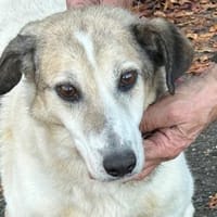 Smirre - ❤ruhig u. sehr verschmust❤❤, Hund zur Adoption