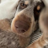 Barney sucht seine eigene Familie, Hund zur Adoption