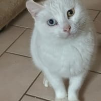 Zarte Amalia aus dem Tierschutz, Katze zur Adoption