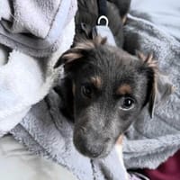 Harry auf PS in 47058 Duisburg, Hund zur Adoption