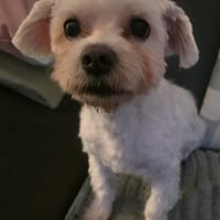 MARCO LIEBT KINDER UND KUSCHELN, Hund zur Adoption