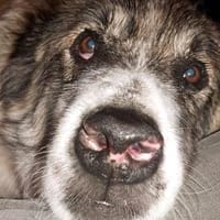 Meri sucht ihr Forever Home! PS in DO, Hündin zur Adoption