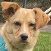 Yumi, geb. ca. 05/2025, 52066 Aachen, Hündin zur Adoption