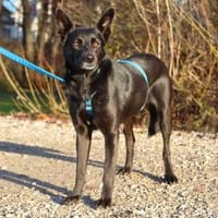 Vany 47 cm ca 5 Jahre, Hündin zur Adoption