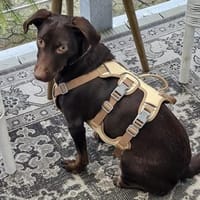 ruhige aufgeschlossene Sara ❤, Hündin zur Adoption