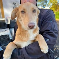 Honey - der Name ist Programm, Hündin zur Adoption