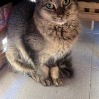 Ella aus dem Tierschutz, Katze zur Adoption