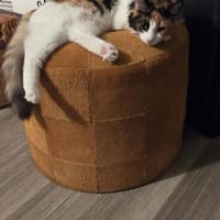 Happy aus dem Tierschutz, Katze zur Adoption