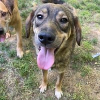 Floh Max            ab 24.11. in Berlin, Hund zur Adoption