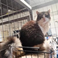 Amor aus dem Tierschutz, Kater zur Adoption