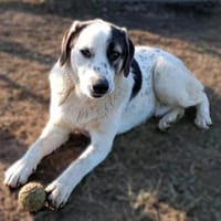 Jonas - Kuscheltyp mit großem Herzen, Hund zur Adoption