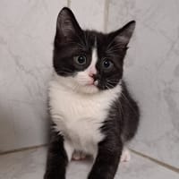 DUCK, chat à adopter