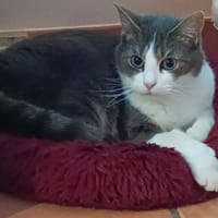 Rio PAB27538, chat à adopter