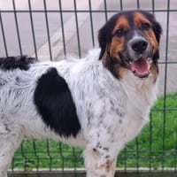 alto, chien à adopter