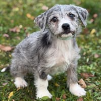 Melchior CAA14440, chien à adopter