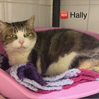 Hally, chatte à adopter