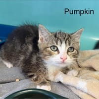 Pumpkin, chatte à adopter