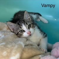 Vampy, chat à adopter