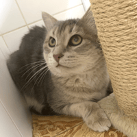 Marcus, chat à adopter