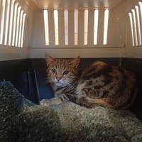 SUDA, chatte à adopter