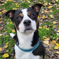 POGO, chien à adopter