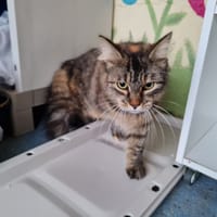 TAO, chatte à adopter