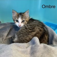 Ombre, chat à adopter