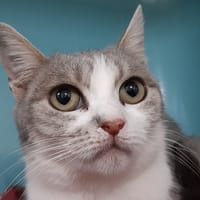 Djali, chatte à adopter